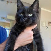 Cucciola black smoke con pedigree Anfi