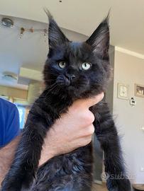 Cucciola black smoke con pedigree Anfi