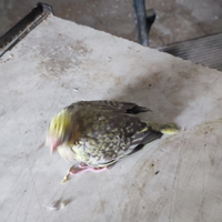 Disponibili calopside da inbeco