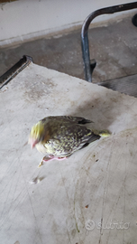 Disponibili calopside da inbeco