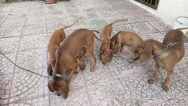 Cuccioli di segugio italiano