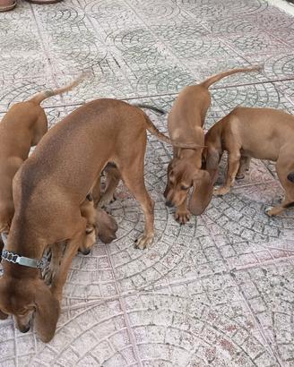 Cuccioli di segugio italiano