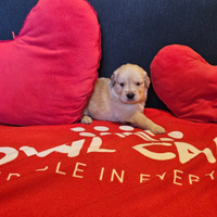 Golden retriever con pedigree