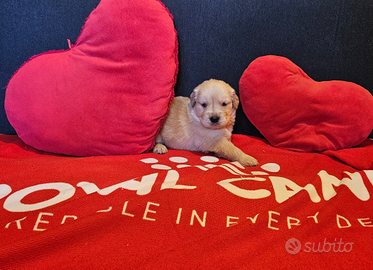 Golden retriever con pedigree