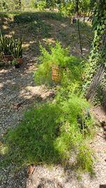 Pianta di asparagina