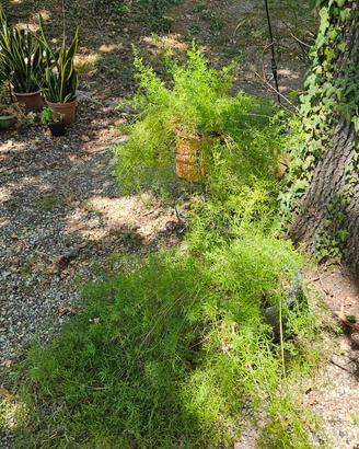 Pianta di asparagina