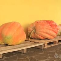 Semi zucca gigante Atlantic Giant