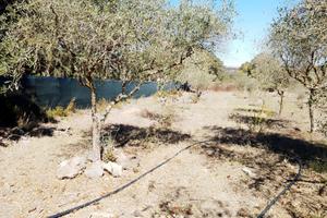 Terreno mq.4000 con casetta - loc.Lazzari Ploaghe