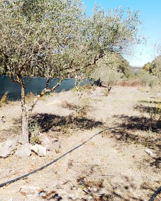 Terreno mq.4000 con casetta - loc.Lazzari Ploaghe