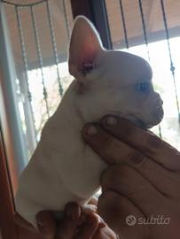 cuccioli bulldog