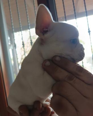 cuccioli bulldog