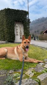 Accoppiamento pastore belga