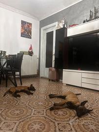 Cuccioli di malinois