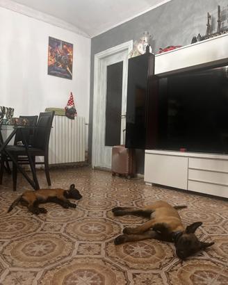 Cuccioli di malinois