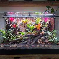 Terrario rainforest  100x60x40h