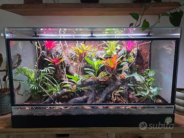 Terrario rainforest  100x60x40h