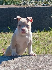 American bully