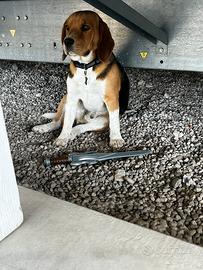 Cane beagle maschio originale per accoppiamento
