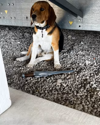 Cane beagle maschio originale per accoppiamento