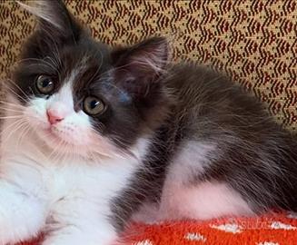 Gattina persiano normotipo