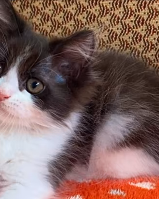 Gattina persiano normotipo