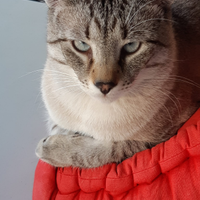 Gatto simile siamese smarrito