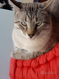 Gatto simile siamese smarrito