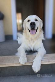 Golden Retriever per monta