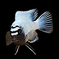 Ciclidi Malawi: porta pesci africani in acquario