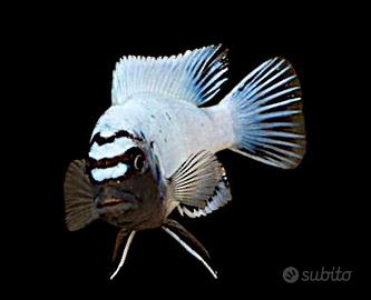 Ciclidi Malawi: porta pesci africani in acquario