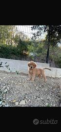 Cucciola golden Retriever