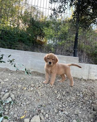 Cucciola golden Retriever