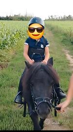 Mini Pony Shetland Maschio 3 Anni: Eleganza, Carat