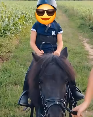 Mini Pony Shetland Maschio 3 Anni: Eleganza, Carat