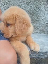 Golden Retriever Americani con Pedigree 