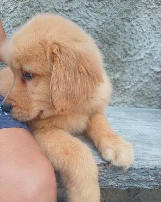 Golden Retriever Americani con Pedigree 