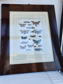 Quadro con antica incisione del 1786