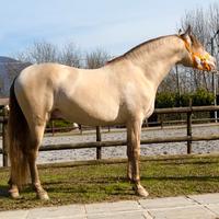 Cavallo Andaluso