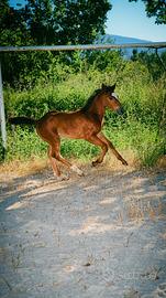 Puledra