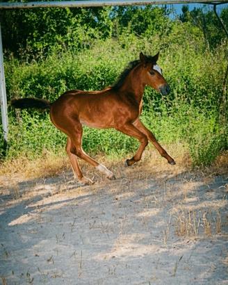 Puledra