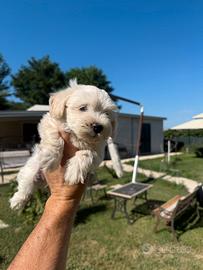 Cucciolo maltipoo