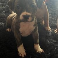Cuccioli Pitbull
