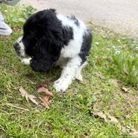 Cocker Spaniel