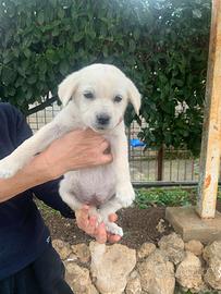 Cucciola cane femmina taglia media simil Labrador