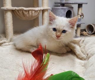 Gatto Siberiano con Pedigree AGI - Neva Masquerade
