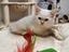 Immagine 1