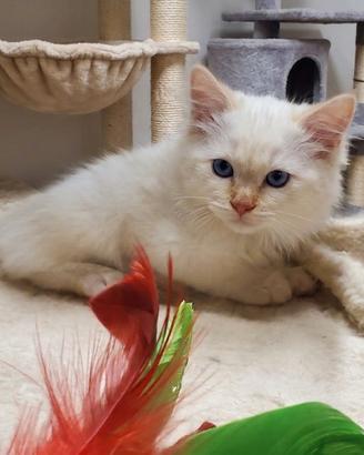 Gatto Siberiano con Pedigree AGI - Neva Masquerade