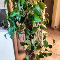 Colonna / Pedistallo in legno massello intagliato 