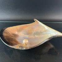 Conchiglia Pteria Penguin con perla.