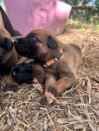 Cuccioli pastore belga malinois